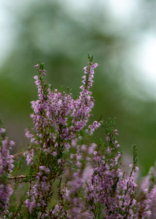 photo with heather flowers in autumn, heather flower details on a fuzzy backgroundの写真素材