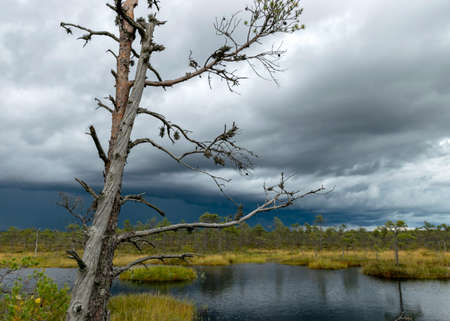 bog in autumn, silhouette of a dead bog pine, gorgeous bog vegetation, traditional, grass, moss, and lichens in autumn colors, autumn time in natureの写真素材