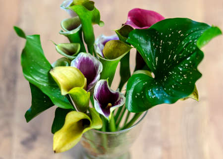 photo with colorful Zantedeschia flowers, autumn flowers from the gardenの写真素材
