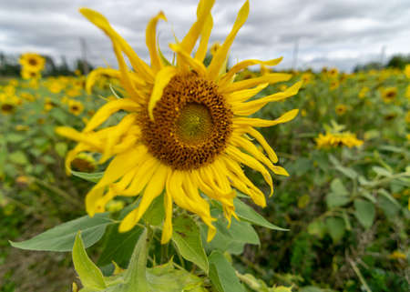 bright autumn landscape with yellow sunflower flower fragments, beautiful sunflower flowers, autumn timeの写真素材