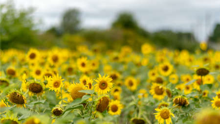 bright autumn landscape with sunflower field, yellow sunflower flower fragments, autumn timeの写真素材