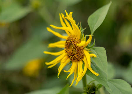 bright autumn landscape with yellow sunflower flower fragments, beautiful sunflower flowers, autumn timeの写真素材