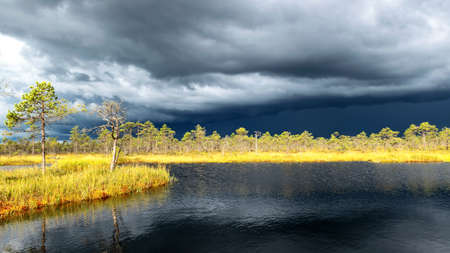 Dramatic clouds on the horizon, beautifu bog landscape before the storm, traditional swamp vegetation in autumn, sun-lit swamp landscape, Palsu swamp, Jumurda parish, Erglu district, Latviaの写真素材