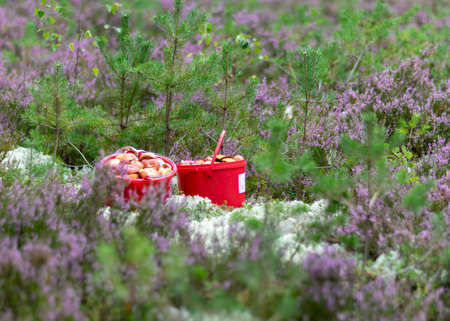 red buckets with mushrooms, traditional forest vegetation, heather, moss, ferns, grass, forest in autumn, mushroom collection for eatingの写真素材