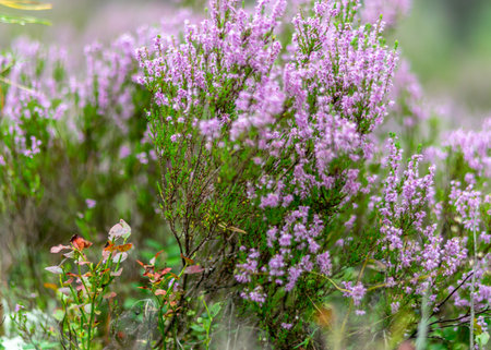 photo with heather flowers in autumn, heather flower details on a fuzzy backgroundの写真素材