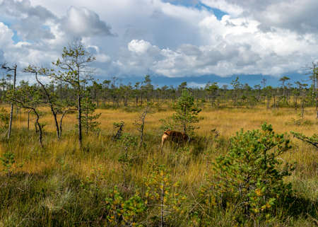 autumn landscape from the bog, colorful bog vegetation, brown dog silhouette in the bog, walk in a wild bog, bog in autumnの写真素材
