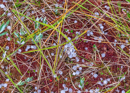 swamp in autumn, white hail grains on swamp vegetation, grass, moss, and lichens in autumn colors, autumn time in natureの写真素材
