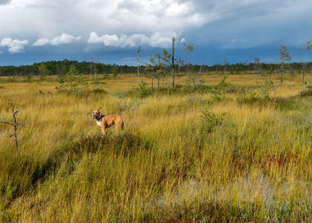 autumn landscape from the bog, colorful bog vegetation, brown dog silhouette in the bog, walk in a wild bog, bog in autumnの写真素材