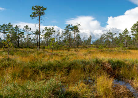 A very beautiful marsh lake covered with bright red grass and shrubs in autumn, gorgeous colors of nature in autumn timeの写真素材