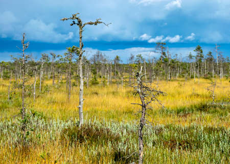 Magical view of the bog in autumn, beautiful bog vegetation, traditional pines, grass, moss and lichens in autumn colors, autumn time in nature, Palsu bog, Jumgurd parish, Erglu region, Latviaの写真素材