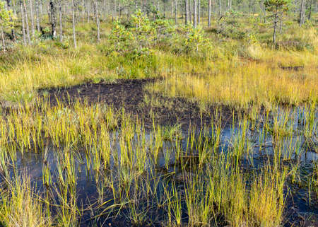 bog in autumn, beautiful bog vegetation, traditional, grass, moss, berries and lichens in autumn colors, autumn time in natureの写真素材