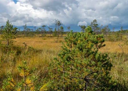 Magical view of the bog in autumn, beautiful bog vegetation, traditional pines, grass, moss and lichens in autumn colors, autumn time in nature, Palsu bog, Jumgurd parish, Erglu region, Latviaの写真素材