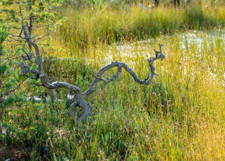bog in autumn, beautiful bog vegetation, traditional, grass, moss, berries and lichens in autumn colors, autumn time in natureの写真素材
