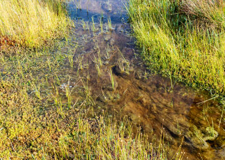 bog in autumn, beautiful bog vegetation, traditional, grass, moss, berries and lichens in autumn colors, autumn time in natureの写真素材