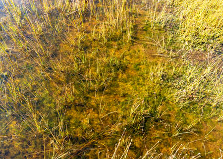 bog in autumn, beautiful bog vegetation, traditional, grass, moss, berries and lichens in autumn colors, autumn time in natureの写真素材