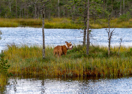 autumn landscape from the bog, colorful bog vegetation, brown dog silhouette in the bog, walk in a wild bog, bog in autumnの写真素材