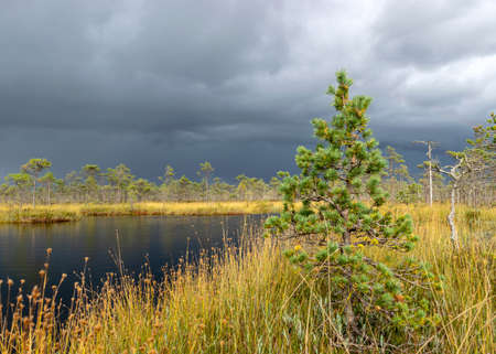 Dramatic clouds on the horizon, beautifu bog landscape before the storm, traditional swamp vegetation in autumn, sun-lit swamp landscape, Palsu swamp, Jumurda parish, Erglu district, Latviaの写真素材
