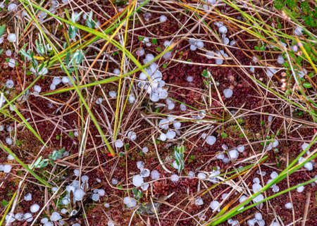 swamp in autumn, white hail grains on swamp vegetation, grass, moss, and lichens in autumn colors, autumn time in natureの写真素材