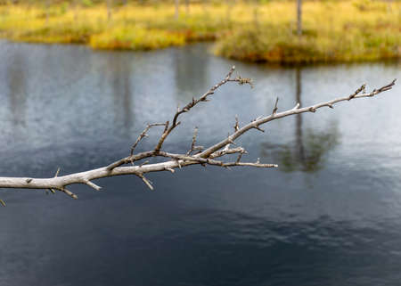 bog in autumn, silhouette of a dead bog pine, gorgeous bog vegetation, traditional, grass, moss, and lichens in autumn colors, autumn time in natureの写真素材
