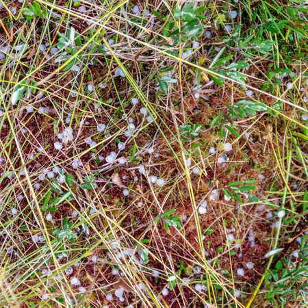 swamp in autumn, white hail grains on swamp vegetation, grass, moss, and lichens in autumn colors, autumn time in natureの写真素材