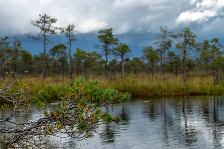 A very beautiful marsh lake covered with bright red grass and shrubs in autumn, gorgeous colors of nature in autumn timeの写真素材
