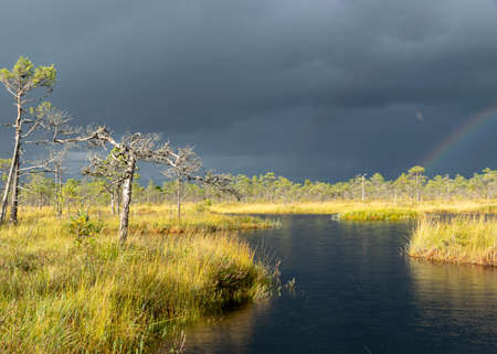 Dramatic clouds on the horizon, beautifu bog landscape before the storm, traditional swamp vegetation in autumn, sun-lit swamp landscape, Palsu swamp, Jumurda parish, Erglu district, Latviaの写真素材