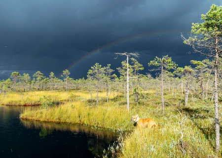 Dramatic clouds on the horizon, beautifu bog landscape before the storm, traditional swamp vegetation in autumn, sun-lit swamp landscape, Palsu swamp, Jumurda parish, Erglu district, Latviaの写真素材