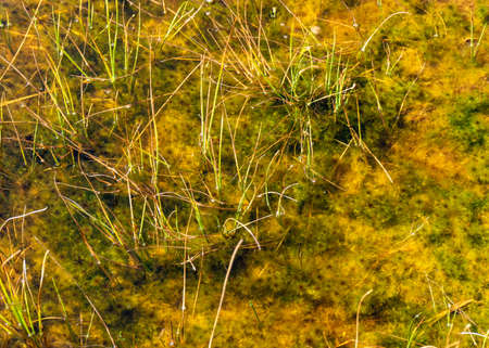 bog in autumn, beautiful bog vegetation, traditional, grass, moss, berries and lichens in autumn colors, autumn time in natureの写真素材