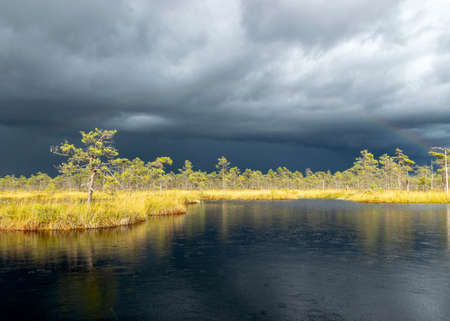 Dramatic clouds on the horizon, beautifu bog landscape before the storm, traditional swamp vegetation in autumn, sun-lit swamp landscape, Palsu swamp, Jumurda parish, Erglu district, Latviaの写真素材