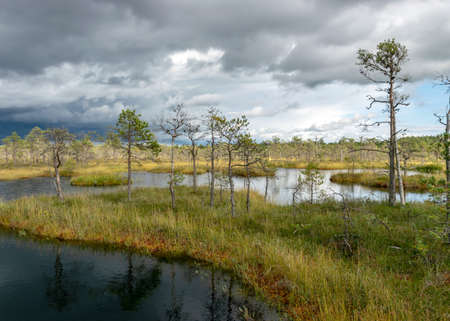 Magical view of the bog in autumn, beautiful bog vegetation, traditional pines, grass, moss and lichens in autumn colors, autumn time in nature, Palsu bog, Jumgurd parish, Erglu region, Latviaの写真素材