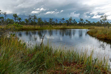 A very beautiful marsh lake covered with bright red grass and shrubs in autumn, gorgeous colors of nature in autumn timeの写真素材