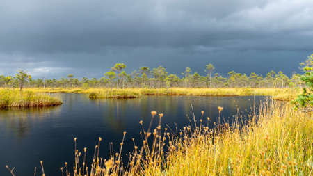 Dramatic clouds on the horizon, beautifu bog landscape before the storm, traditional swamp vegetation in autumn, sun-lit swamp landscape, Palsu swamp, Jumurda parish, Erglu district, Latviaの写真素材