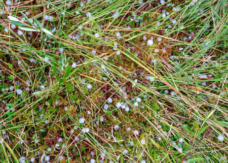 swamp in autumn, white hail grains on swamp vegetation, grass, moss, and lichens in autumn colors, autumn time in natureの写真素材