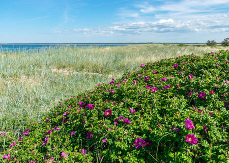 beautiful summer day with flowering coast of the island of Saaremaa, Harilaid nature reserve, Estonia, Baltic Seaの写真素材