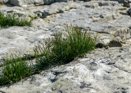 sunny summer landscape with limestone cliffs, Undva Cape, Tagamoisa Peninsula, Saaremaa Island, Estoniaの写真素材