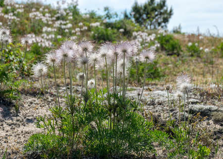 beautiful summer day with flowering coast of the island of Saaremaa, Harilaid nature reserve, Estonia, Baltic Seaの写真素材
