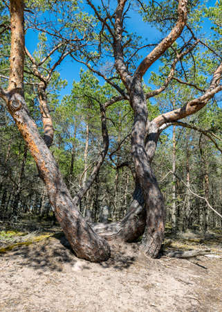 photo with crooked pine trunks on the side of the road on yellow sand with some small pebbles, Harilaid Nature Reserve, Estonia, Baltic Seaの写真素材