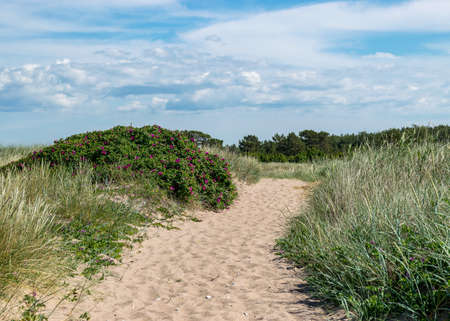 beautiful summer day with the flowering shore of Saaremaa, sandy footpath in the sand dunes, Harilaid Nature Reserve, Estonia, Baltic Seaの写真素材