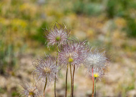 beautiful summer day with flowering coast of the island of Saaremaa, Harilaid nature reserve, Estonia, Baltic Seaの写真素材