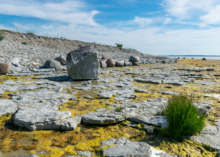 sunny summer landscape with limestone cliffs, Undva Cape, Tagamoisa Peninsula, Saaremaa Island, Estoniaの写真素材