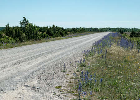 traditional summer landscape with white pebble road, Saaremaa island, Estoniaの写真素材