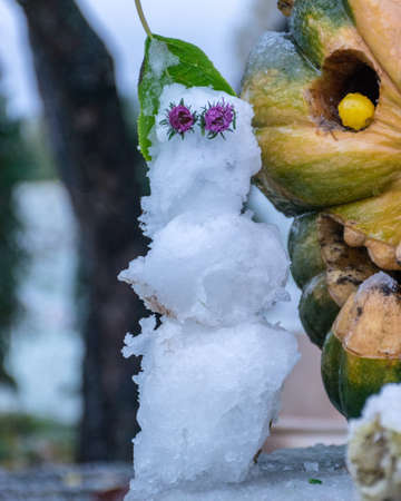 first snow, carved decorative pumpkins in the garden, a little snowman next to pumpkin decors, first snow on pumpkin decors, halloween, autumn timeの写真素材
