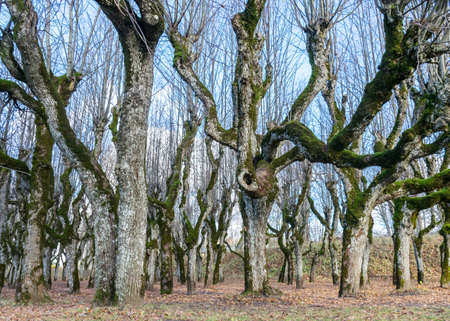 beautiful linden tree alley in the manor park, trees in autumn without leaves on the ground leaf texture, old tree trunks, tree branches curved in abstract forms, Katvaru manor lindens, Latviaの写真素材