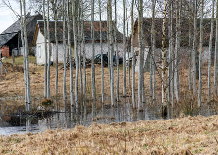 spring landscape with flooded field, white birch trunks in water, early spring in natureの写真素材