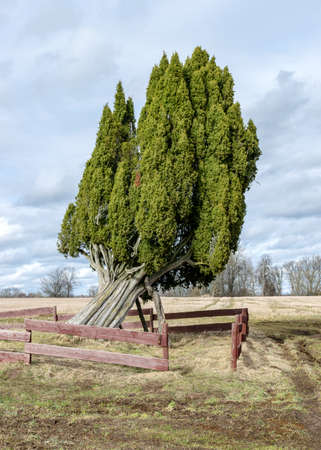 landscape with a large juniper tree, Rieteklis juniper is the largest and also the most beautiful juniper in the Baltics and Europe, Valmiera Parish, Latviaの写真素材