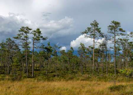 Magical view of the bog in autumn, beautiful bog vegetation, traditional pines, grass, moss and...