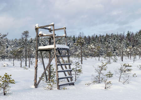 Snowy bog forest after a blizzard, amazing winter wonderland, cold weather and perfect snow conditions, snowy hunting tower in the bog, powdery snow covers the bog, Diklu district, Madiesenu bog, Latviaの写真素材
