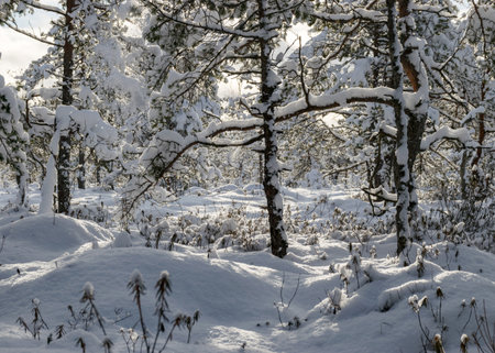 Snowy bog forest after a blizzard, amazing winter wonderland, trees close-up, cold weather and perfect snow conditions, powdery snow covers the bog, Diklu district, Madiesenu bog, Latviaの写真素材