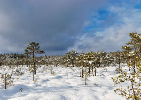 Snowy bog forest after a blizzard, amazing winter wonderland, cold weather and perfect snow conditions, powdery snow covers the bog, Diklu district, Madiesenu bog, Latviaの写真素材
