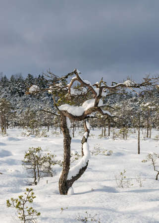 Snowy bog forest after a blizzard, amazing winter wonderland, trees close-up, cold weather and perfect snow conditions, powdery snow covers the bog, Diklu district, Madiesenu bog, Latviaの写真素材